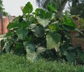 Xanthosoma sagittifolium, theÃÂ arrowleaf elephant ear, is a species of tropical floweringÃÂ plant.